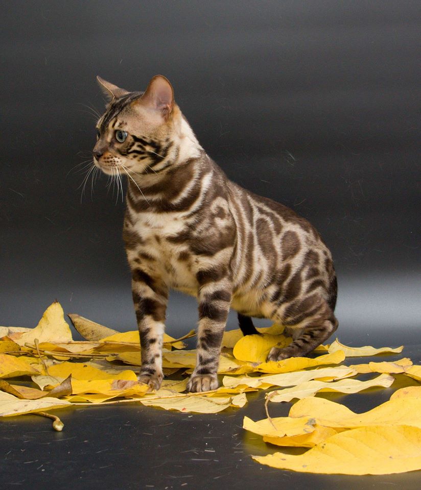 72632772 2469478376481130 4824092131402448896 o