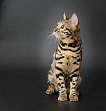 X-Man Whinecat/ Tedánek