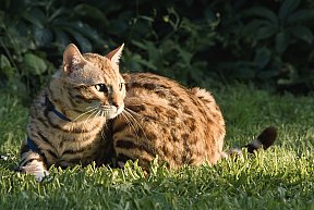 KCH Sundiata Follow your Dream