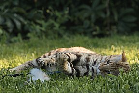 KCH Sundiata Follow your Dream