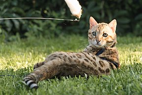 KCH Sundiata Follow your Dream