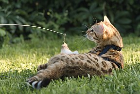 KCH Sundiata Follow your Dream