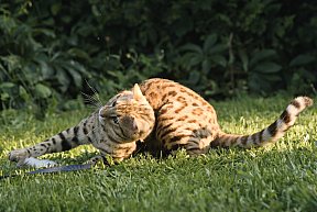 KCH Sundiata Follow your Dream