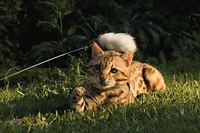 KCH Sundiata Follow your Dream