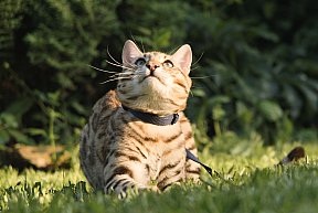 KCH Sundiata Follow your Dream