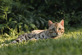 KCH Sundiata Follow your Dream