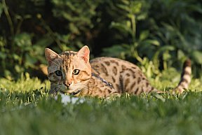 KCH Sundiata Follow your Dream