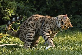 KCH Sundiata Follow your Dream