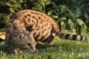 KCH Sundiata Follow your Dream