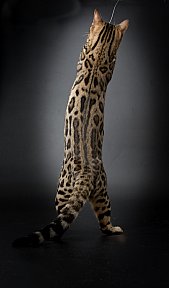 X-Man Whinecat/ Tedánek