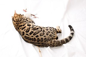 X-Man Whinecat/ Tedánek