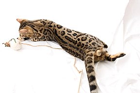 X-Man Whinecat/ Tedánek