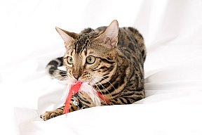 X-Man Whinecat/ Tedánek