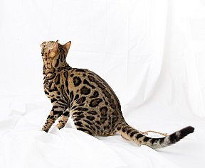 X-Man Whinecat/ Tedánek