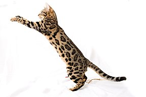 X-Man Whinecat/ Tedánek