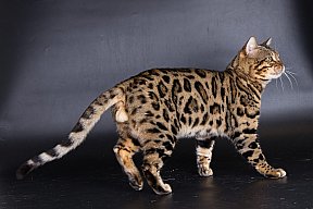 X-Man Whinecat/ Tedánek