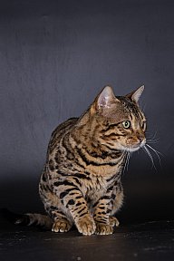 X-Man Whinecat/ Tedánek