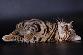 X-Man Whinecat/ Tedánek