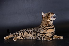 X-Man Whinecat/ Tedánek