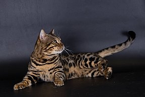 X-Man Whinecat/ Tedánek