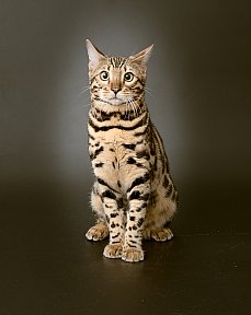 X-Man Whinecat/ Tedánek