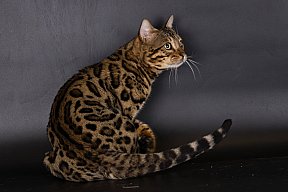 X-Man Whinecat/ Tedánek