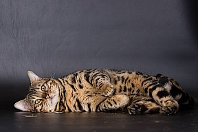 X-Man Whinecat/ Tedánek