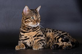 X-Man Whinecat/ Tedánek