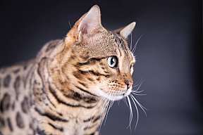 X-Man Whinecat/ Tedánek