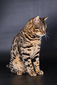 X-Man Whinecat/ Tedánek