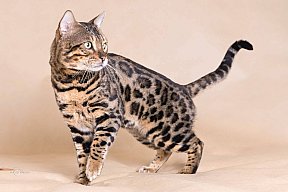 X-Man Whinecat/ Tedánek