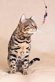 X-Man Whinecat/ Tedánek