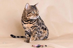 X-Man Whinecat/ Tedánek