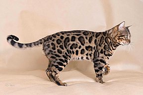 X-Man Whinecat/ Tedánek