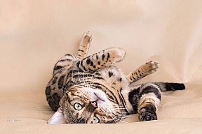 X-Man Whinecat/ Tedánek