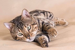 X-Man Whinecat/ Tedánek