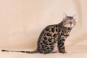 X-Man Whinecat/ Tedánek