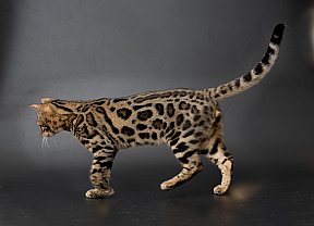 X-Man Whinecat/ Tedánek