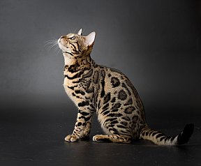 X-Man Whinecat/ Tedánek