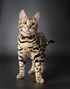 X-Man Whinecat/ Tedánek