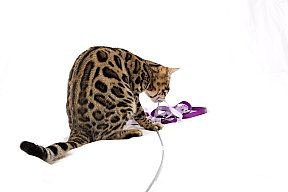 X-Man Whinecat/ Tedánek