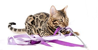 X-Man Whinecat/ Tedánek