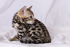 Queen of Starlight Whinecat