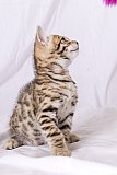 Raymond Whinecat
