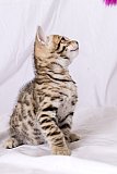 Raymond Whinecat