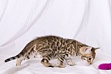 Raymond Whinecat