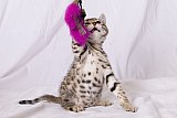 Raymond Whinecat
