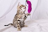 Raymond Whinecat