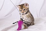 Raymond Whinecat