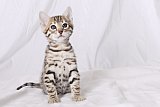 Raymond Whinecat